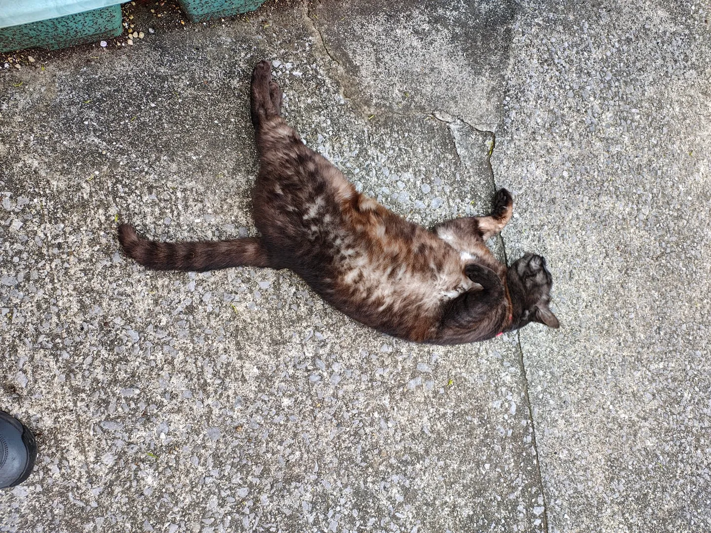 実家と猫