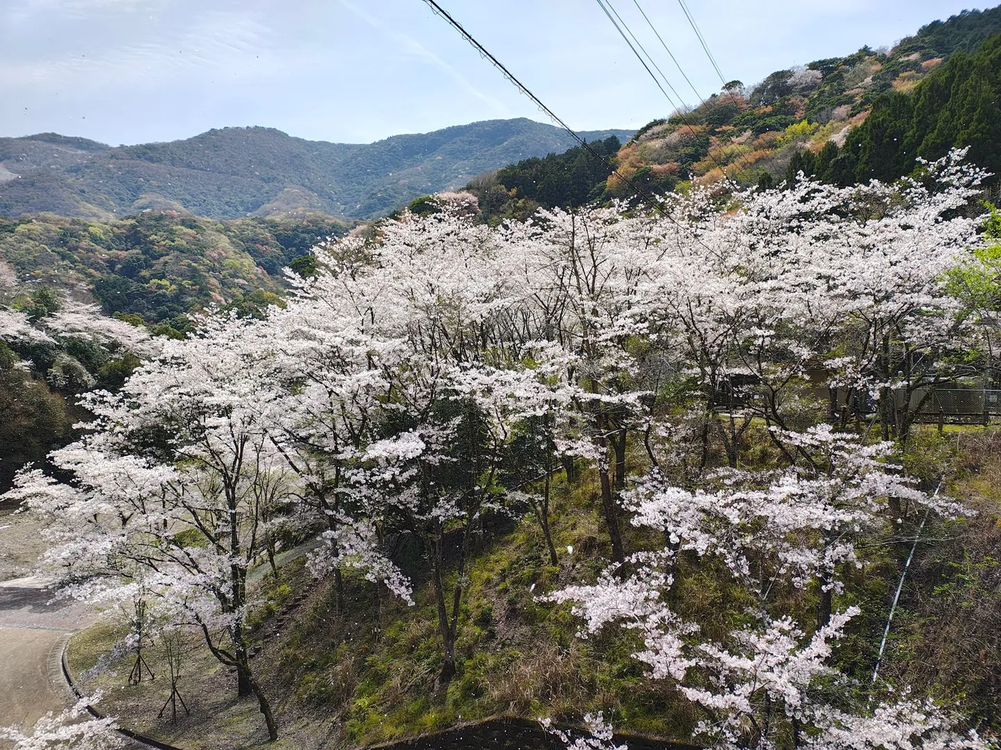 桜を見る